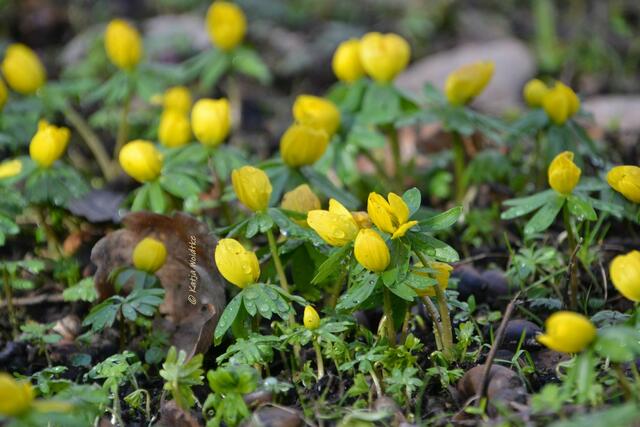 Rund um den Annateich im Hermann-Löns-Park Hannover - Winterling (Eranthis hyemalis) (Foto: Katja Woidtke)