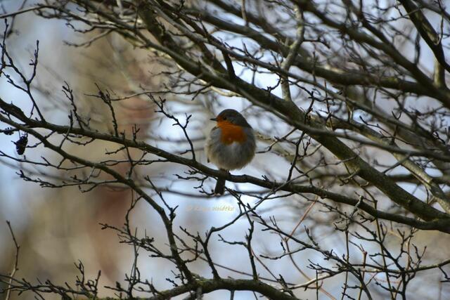 Rund um den Annateich im Hermann-Löns-Park Hannover - Rotkehlchen (Erithacus rubecula) 
(Foto: Katja Woidtke)