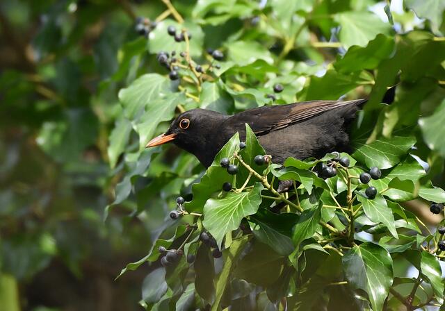 Amsel | Foto: Copyright Andreas Schäfer