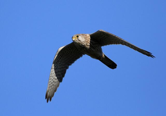 Foto: Copyright Andreas Schäfer