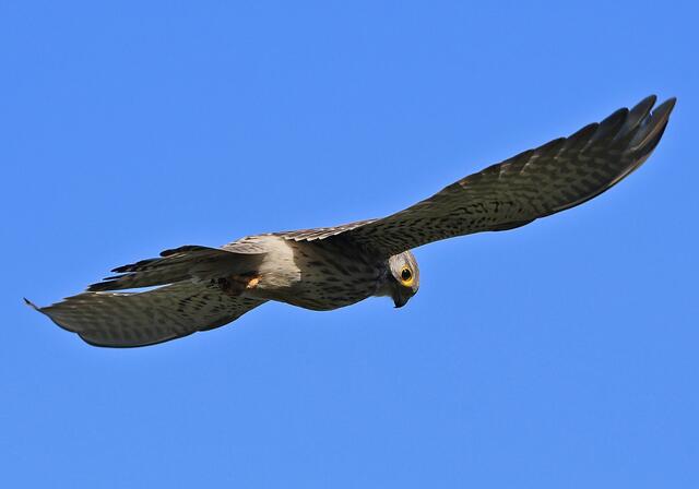 Foto: Copyright Andreas Schäfer