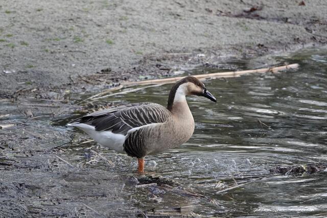 Foto: Meine Fotos unterliegen dem gesetzlichen Copyright. Jede Verwendung und Weitergabe ist nur mit meiner ausdrücklichen (schriftlichen) Zustimmung erlaubt.