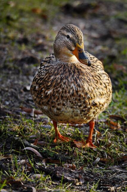 Foto: Meine Fotos unterliegen dem gesetzlichen Copyright. Jede Verwendung und Weitergabe ist nur mit meiner ausdrücklichen (schriftlichen) Zustimmung erlaubt.