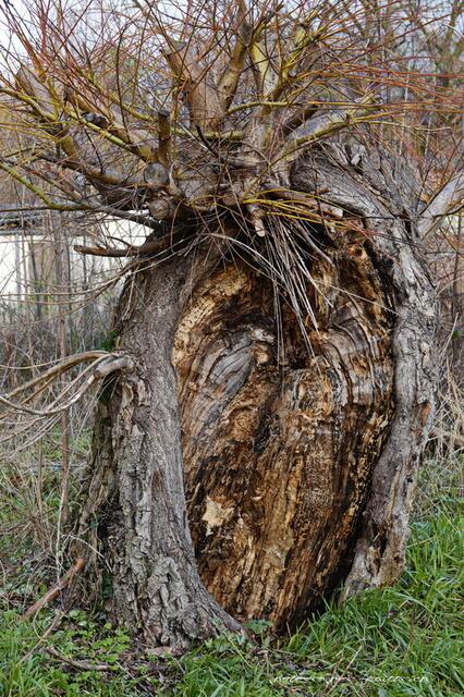 Foto: Meine Fotos unterliegen dem gesetzlichen Copyright. Jede Verwendung und Weitergabe ist nur mit meiner ausdrücklichen (schriftlichen) Zustimmung erlaubt.