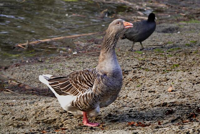 Foto: Meine Fotos unterliegen dem gesetzlichen Copyright. Jede Verwendung und Weitergabe ist nur mit meiner ausdrücklichen (schriftlichen) Zustimmung erlaubt.