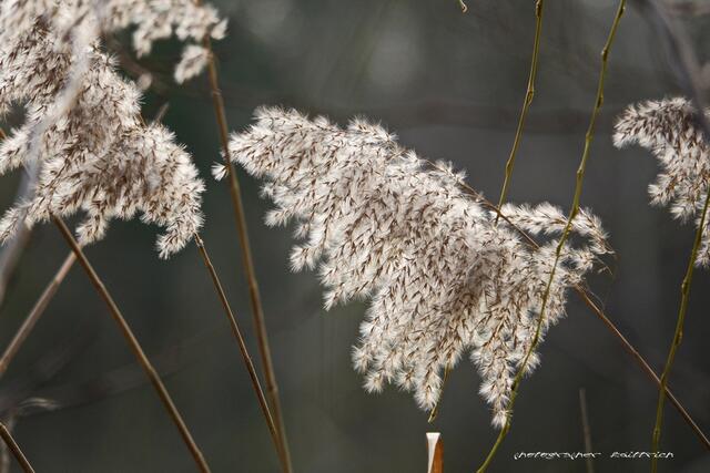 Foto: Meine Fotos unterliegen dem gesetzlichen Copyright. Jede Verwendung und Weitergabe ist nur mit meiner ausdrücklichen (schriftlichen) Zustimmung erlaubt.