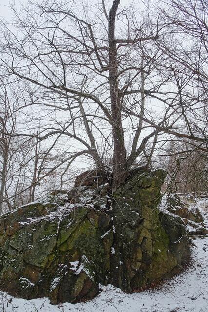 ist schon erstaunlich wie ein solcher Baum auf einen Felsen wachsen kann