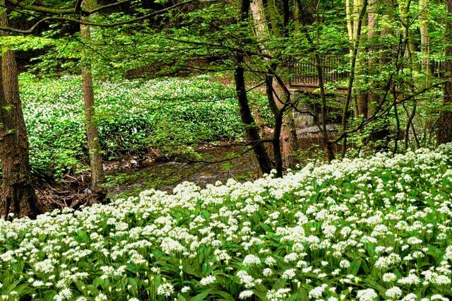 zu 4.) Goldbachtal zur Bärlauchblüte