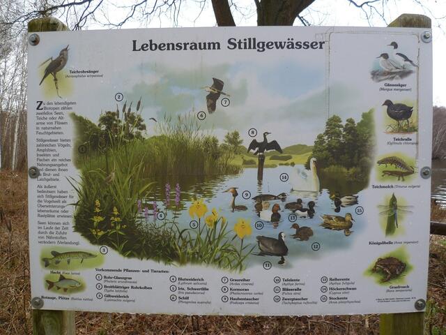 Tafel: Flora und Fauna am Altwarmbüchener See. Am See leben auch noch hunderte von Graugänsen, die gerade Balzzeit haben und die Sportveranstaltung gern übertönen.