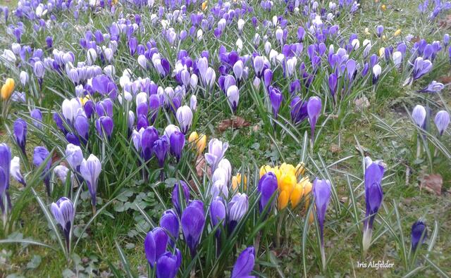 Foto: Iris Alefelder