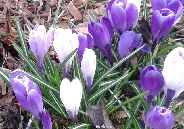 Foto: Iris Alefelder