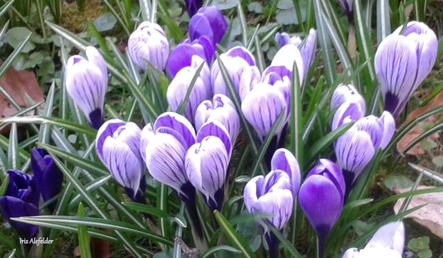 Foto: Iris Alefelder