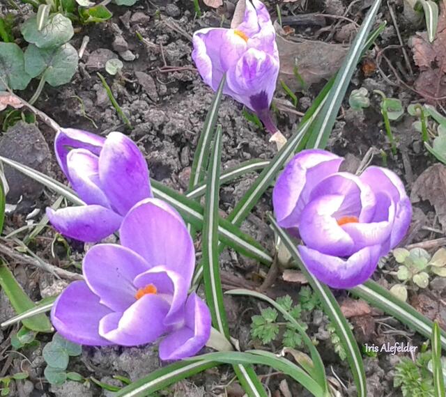 Foto: Iris Alefelder