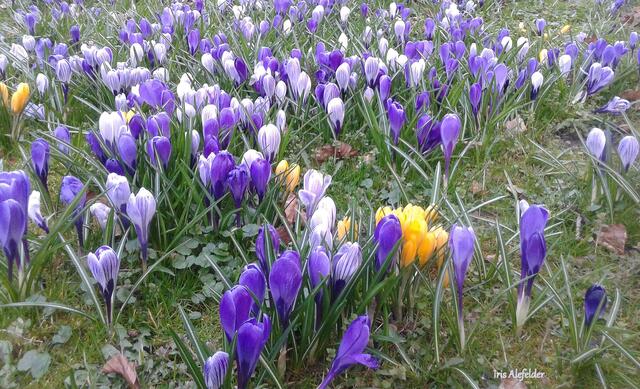 Foto: Iris Alefelder