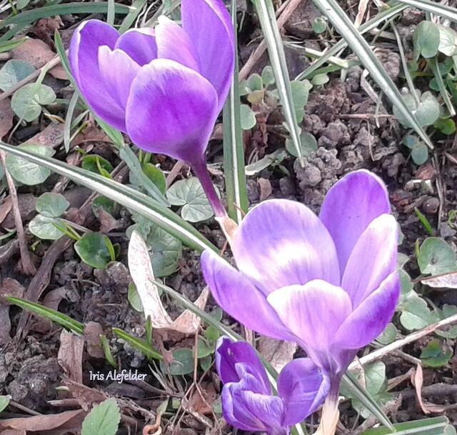 Foto: Iris Alefelder