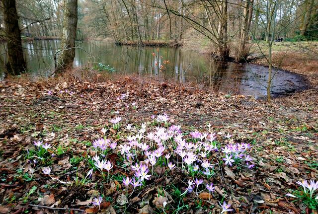 Die ersten Krokusse im Stadtpark
