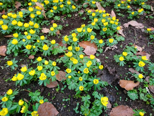 Wie kleine leuchtende Sonnen: Winterlinge im Stadtpark