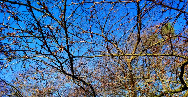Die ersten Blütenknospen und strahlend blauer Himmel am Silbersee