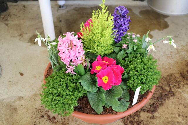 Station 1: Bepflanzung einer Schale mit winterfesten Blumen und Sträuchern. Diese wurden später auch verkauft. | Foto: Anna Pichlemeier