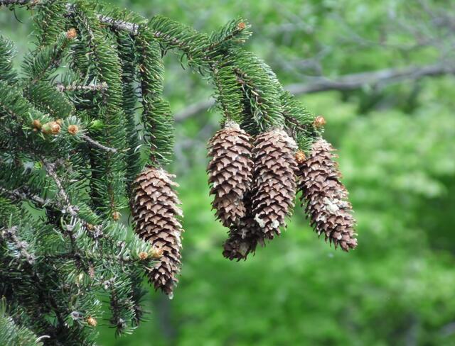 ...oder hoch oben im Geäst im Kleineren. Hat sich nur ein einziger Samen von Zigtausenden als Sprössling durchgesetzt, so hat er seine Aufgabe erfüllt. Fällt der Mutterbaum, dann ist er zur Stelle und wird ihn ersetzten. 