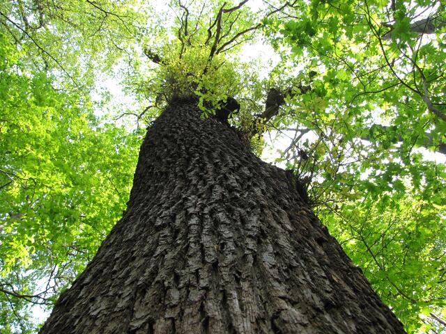 Doch dann entfaltet sich frisches Grün hoch oben in den Baumkronen. Das Größerwerden des Stammumfangs sorgt bei der Eiche für eine aufgerissene Borke.
