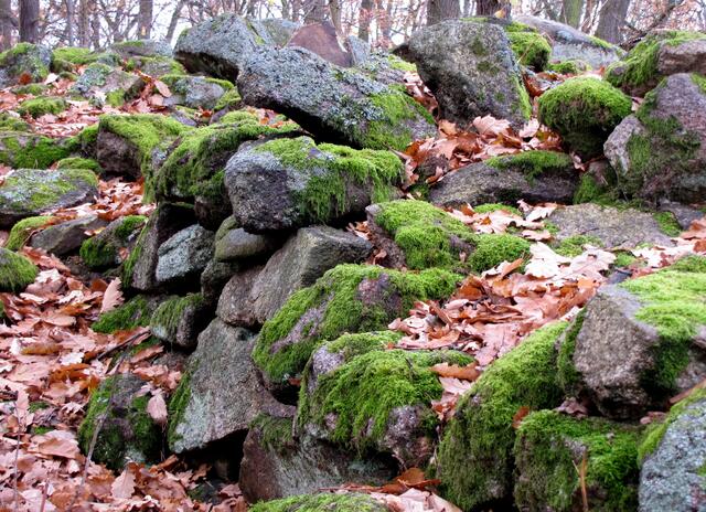 Nicht natürlich ist diese Ansammlung von Steinen in einem Wald im Harz. Die Sachsen haben hier einst vor langer Zeit einen Schutzwall errichtet, den Sachsenwall.