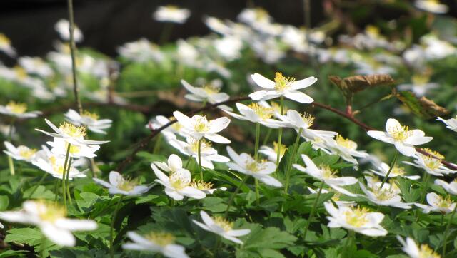 Die Anemonen, auch Buschwindröschen genannt, breiten sich flächendeckend aus.