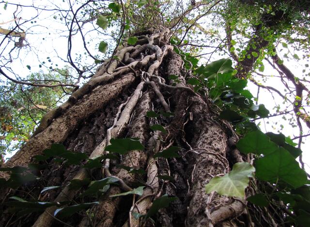 Diese Eiche wird von Lianen fest umschlungen. Sie können den Baum abschnüren. 