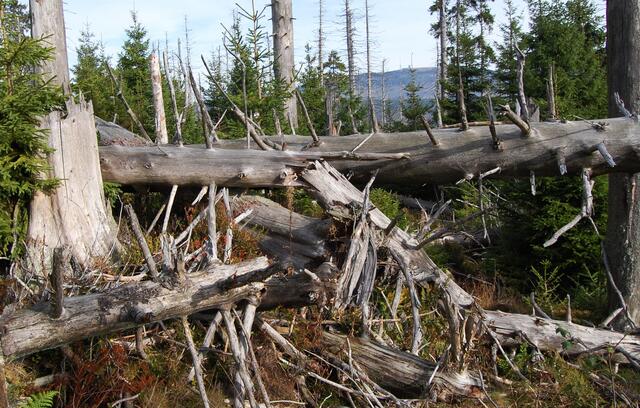 Ob Windschaden, Waldbrand oder manchmal sogar Waldsterben durch die Klimakatastrophe. Es gibt Licht. Ein neuer Lebensraum für viele Arten entsteht. 