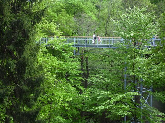 Wer einen Einblick in die höheren Waldetagen haben möchte, kann diesen auf einem Baumwipfelpfad haben. Dort oben gibt es einen Lebensraum für viele Tierarten.