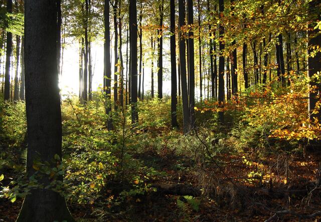 Es geht auf goldene Herbsttage zu. Die ersten Blätter färben sich im Buchenwald ein. 
