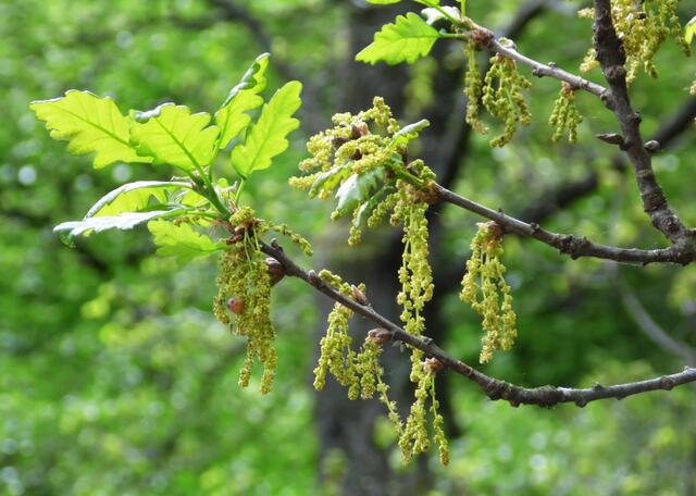 Die Blüten der Eiche kosten den Baum so viel Kraft, dass er vorübergehend das Wachstum einstellen muss. 