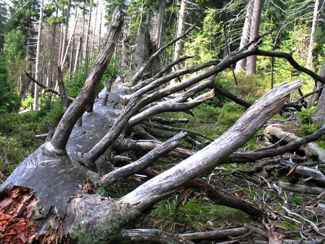 Totholz ist besonders wichtig für die Natur. Über tausend Käferarten leben davon, und es wird zu wertvollem Humus für die nächsten Baumgenerationen. Aufgeräumte Wälder bieten bedeutend weninger Lebensvielfalt.