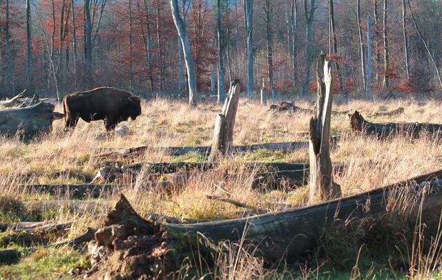 Ausgestorben waren in unseren Wäldern auch die Wisente. Doch seit längerer Zeit leben sie, wieder ausgewildert, im Rothaargebirge in freier Natur.  | Foto: Christel Wolter