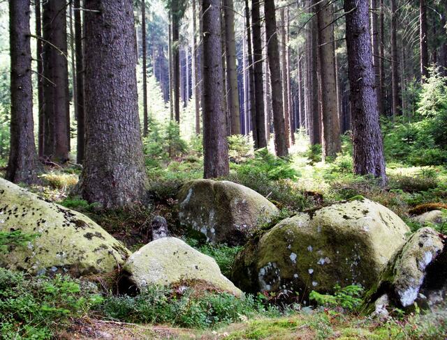 Leider ist ein natürlicher Wald wie dieser heute eine Seltenheit.