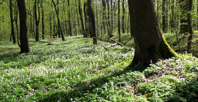 Ebenso der Lerchensporn. Beide Frühblüher zusammen machen den Laubwald im April zum Paradiesgarten.