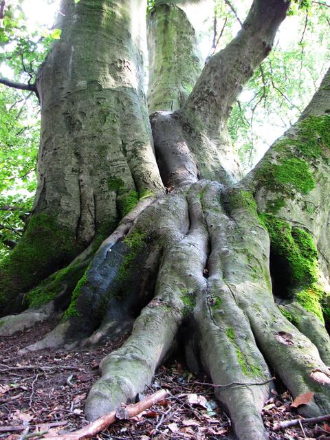 Der Wald regte die Menschen in früheren Zeiten zu Märchengeschichten an. Besonders die Gebrüder Grimm. Diese Märchengestalt besteht aus drei zusammengewachsenen Buchen. 