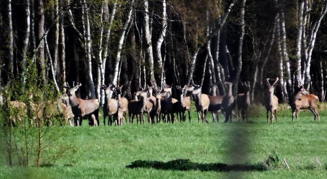 Ein großes Rothirschrudel am Rande eines Moorwaldes. 200.000 sollen in Deutschlands Wäldern leben. Die kleineren Damhirsche gibt es deutlich weniger.