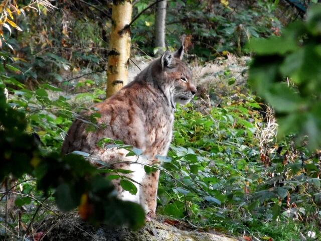 Wir freuen uns darüber, dass der Luchs in manchen Gebieten durch Auswilderung wieder heimisch geworden ist. Manche Jäger allerdings nicht, macht er doch das Wild scheu, das sie vor ihre Flinten bekommen wollen.