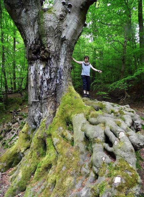 Alte Bäume, wie diese knorrige Buche, faszinieren. Manche Bäume wie Eichen oder Linden können um die 1000 Jahre alt werden. Buchen um die 300 Jahre. 