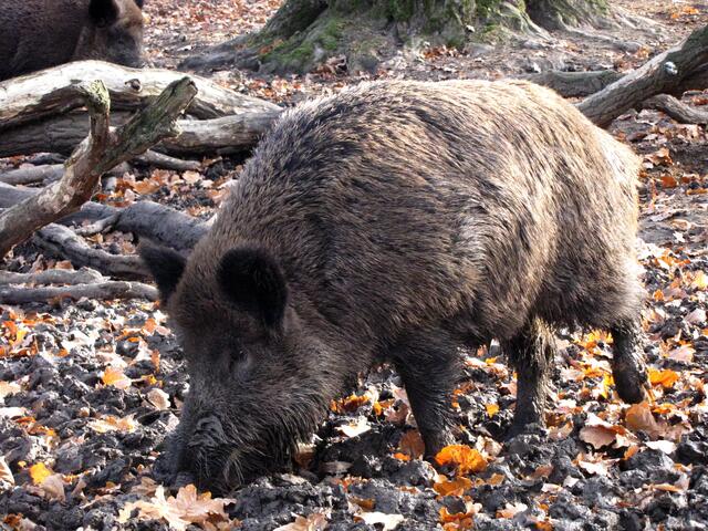 Bald haben die  Wildschweine reichlich zu fressen. Wenn der Wind oben durchs Geäst streicht, hagelt es Eicheln. Aber auch das Gewürm und die Larven im Boden sind schmackhaft.  | Foto: Christel Wolter
