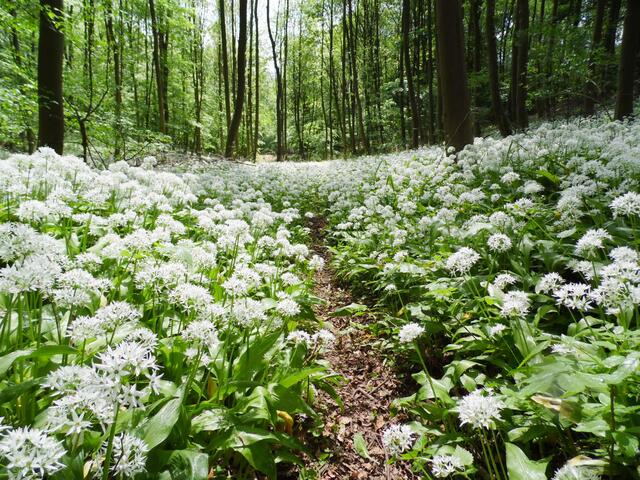 Im Mai zeigt sich der Waldboden mancherorts in Weiß. Der Bärlauch verströmt seinen starken Duft, und man meint, durch einen Märchenwald zu schreiten. 