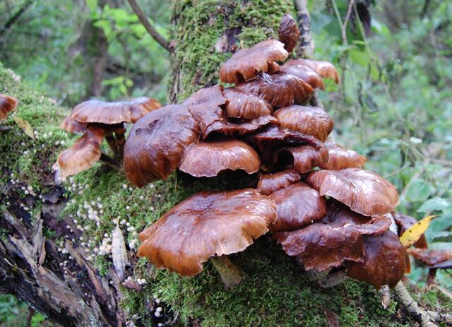 Pilze sind weder Tiere noch Pflanzen. Ohne sie könnte der Wald nicht existieren. Sie verarbeiten die Totstoffe des Waldbodens und an Bäumen und sorgen für den Kreislauf des Lebens.