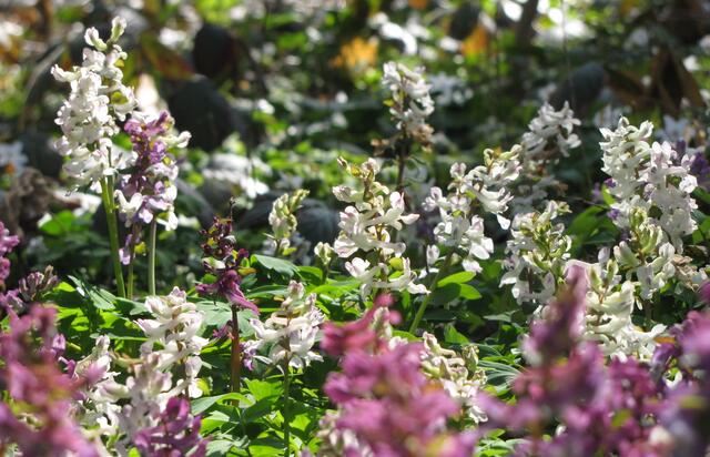 Die Blütenstände zeigen sich in Weiß und Lila.