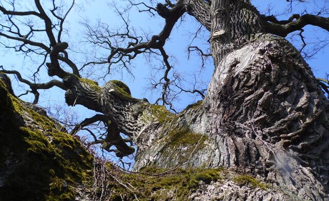 Die Eiche ist der Baum der Deutschen schlechthin. Den alten Germanen war er heilig. Unter ihren starken Ästen fanden Volksversammlungen statt, es wurde Gericht gesprochen und es kam bei Gottesurteilen zu Zweikämpfen auf Leben und Tod. 