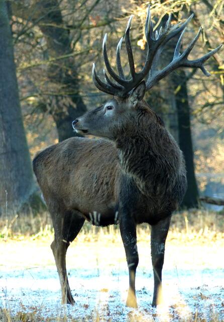Stolz präsentiert dieser Rothirsch sein prächtiges Geweih. Bis zum Frühjahr darf er es behalten. Dann wächst ein noch größeres. | Foto: Christel Wolter