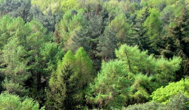 Eine grüne, natürliche Umgebung wirkt sich positiv auf die Psyche des Menschen aus.