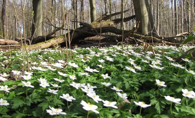 Im frühen Jahr, wenn sich das Blätterdach der Bäume noch nicht entfaltet hat, haben die Frühblüher ihren großen Auftritt. 