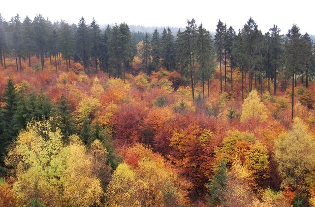 Einen Indian Summer gibt es bei uns zwar nicht, kräftig bunte Wälder aber doch.