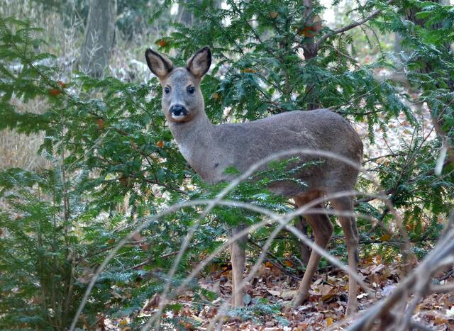 In Feld, Wald und Flur fühlt sich das Reh wohl. Etwa zweieinhalb Millionen soll es in Deutschland geben. Aber es ist viel gefährlicher als der Wolf, denn es verursacht die meisten Wildunfälle. | Foto: Christel Wolter